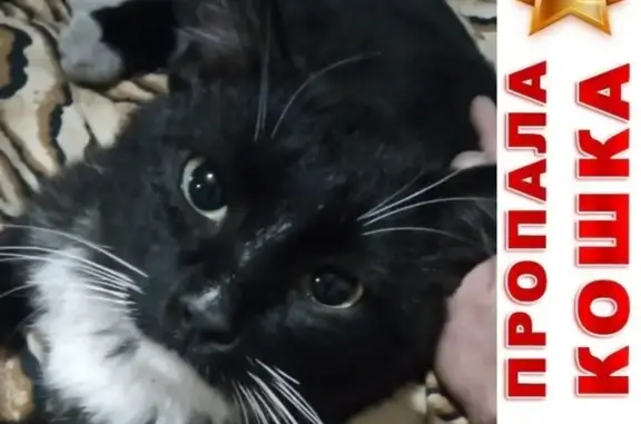 Найдена домашняя кошка на даче Любитель-2 в Омске