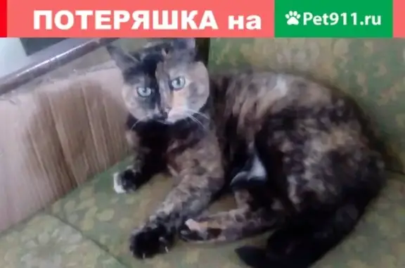 Пропала кошка в Тольятти, база Овощевода, возраст 10 лет.