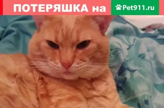 Пропала кошка в Гатчинском р-не, пос. Карташевская