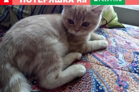 Котенок найден возле больницы в Йошкар-Оле