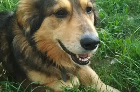 Пропала крупная собака в Горнали, Курская обл.