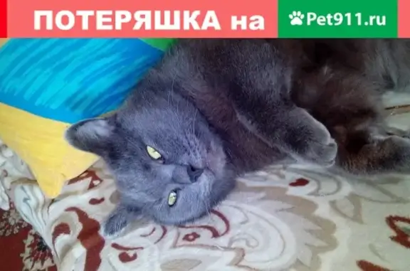 Пропала кошка в Кемерово: помесь британца, 3,5 года, ул. Свободы 25 А.