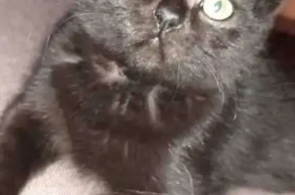 Потерянные животные Курган, фото: Пропала кошка Алиса в Кургане.