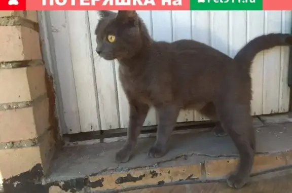 Молодая кошка найдена в Перово, контакты в тексте.