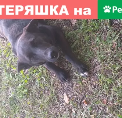 Найдена собака в с. Авдон, Уфимский район