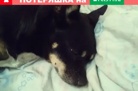 Найдена собака на улице Муханова, Братск