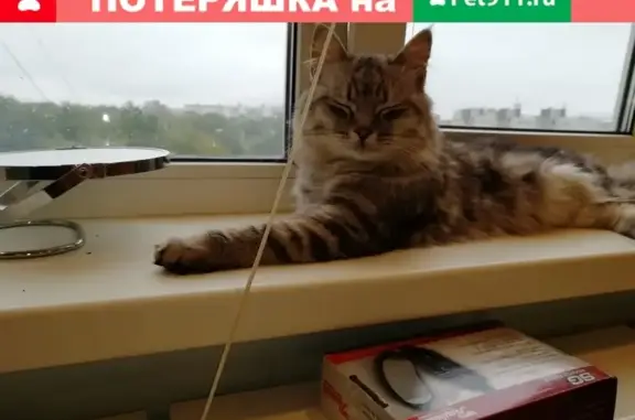 Найден домашний кот на улице Луначарского, Тверь