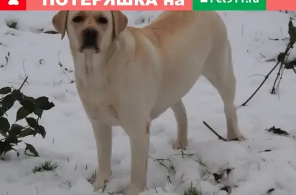 Пропала собака на Полынковской улице!