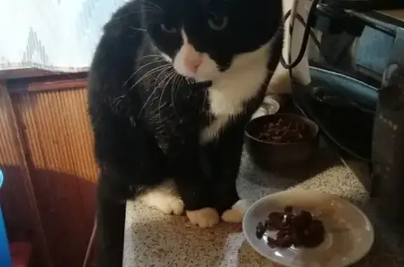 Кошки потеряшки, Москва, фото: Потеряшка кошка Кот Томас, 3 года, СНТ Скнига, деревня Азаровка, Тульская обл.