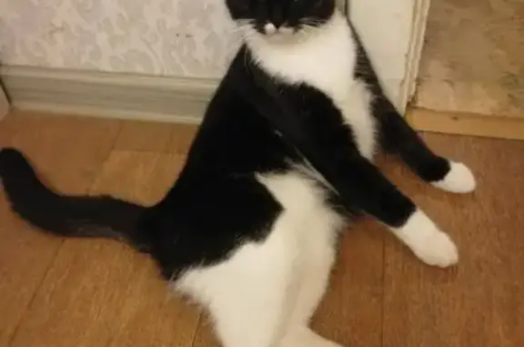 Кошки потеряшки, Ярославль, фото: Потеряшка кошка Мотя на Волгоградской 41