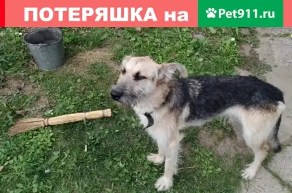Найдена собака с чипом на Рогачевском ш.