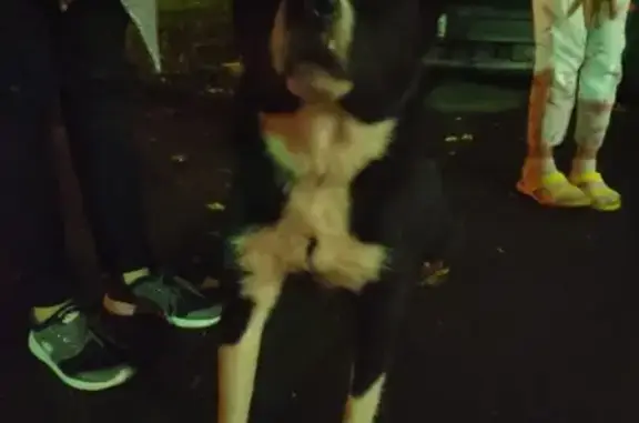 Найдена собака на Солнечногорской ул. ищет хозяина