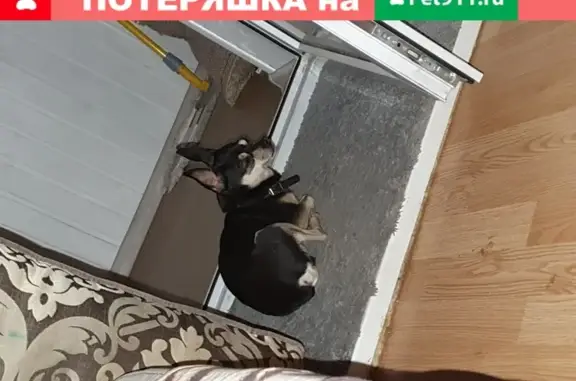 Найден домашний пес в Обнинске