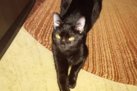 Кошки потеряшки, Санкт-Петербург, фото: Потеряшка кошка на Комендантском 37.