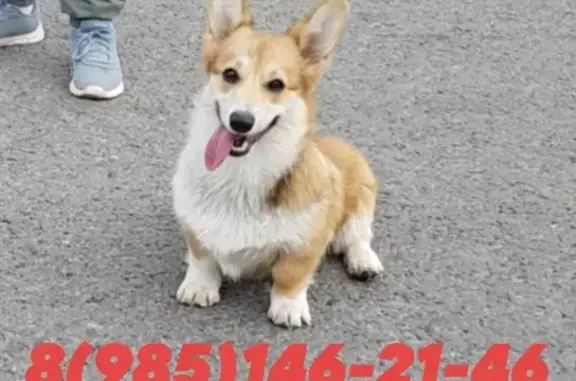 Собаки потеряшки, Москва, фото: Потеряшка собака породы корги в посёлке Рогово, Новая Москва