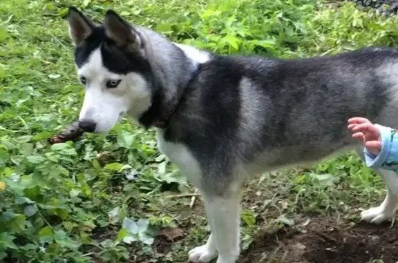 Пропала собака Хаски Ава, голубые глаза, Пушкино, 2-й Салтыковский проезд, 8