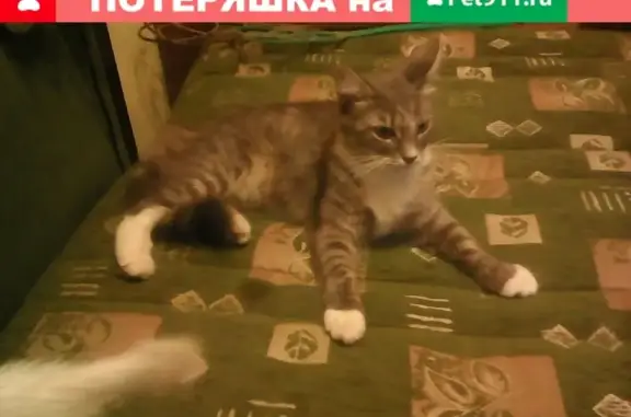 Пропала кошка в Москве на 1-й Зборовский 13, помогите найти!