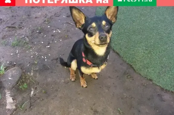 Пропала собака в Электростали, помогите найти