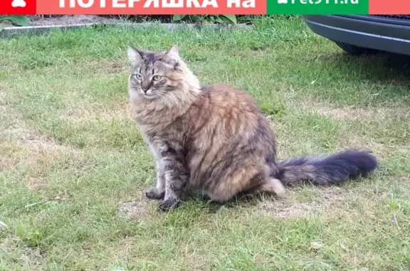 Пропала кошка в Проскурниково, Ступинский район, возраст 7 лет, кличка Масюша.