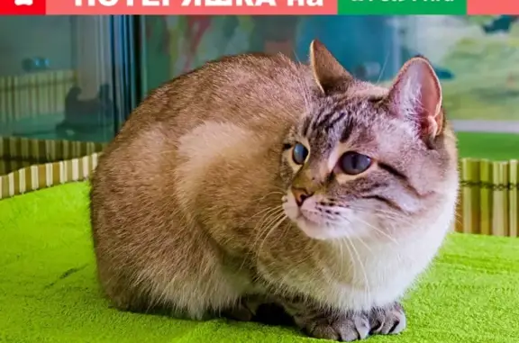 Кошки потеряшки, Москва, фото: Потеряшка тайская кошка Муся на Елецкой, 35к2, Москва