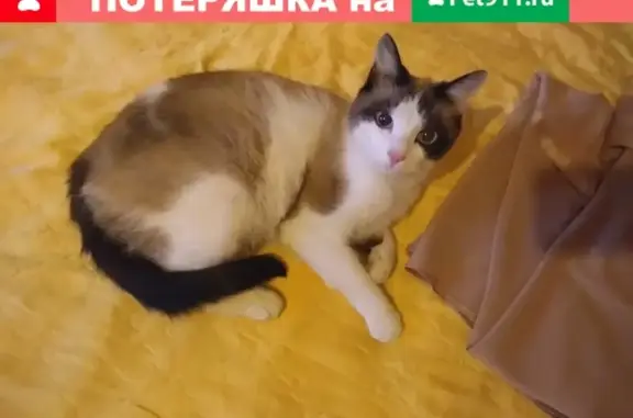 Кошки потеряшки, Москва, фото: Потеряшка кот в р-не Ивана Бабушкина, виден возле Нахимовского проспекта