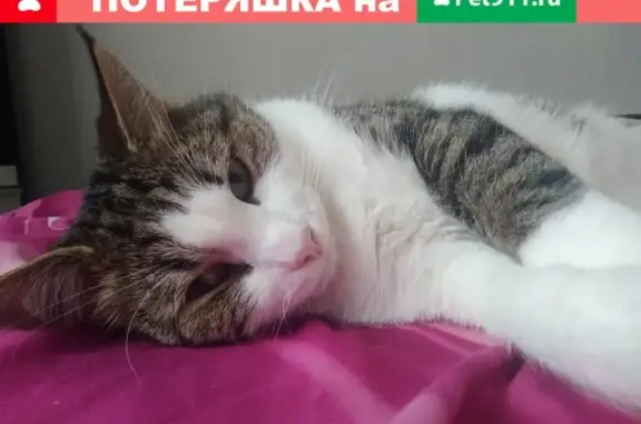 Пропал кот Коржик в районе воинской части, Сыктывкар.