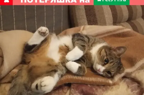 Пропала кошка в Петровском барокко, вознаграждение гарантировано