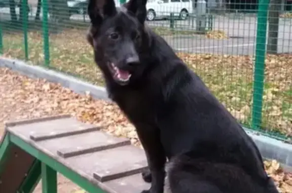 Пропала собака Бруно в Щелково-7, нужна помощь!