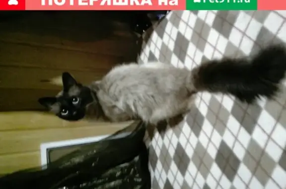 Пропала кошка в Суксуне, ул. Кирова, 21