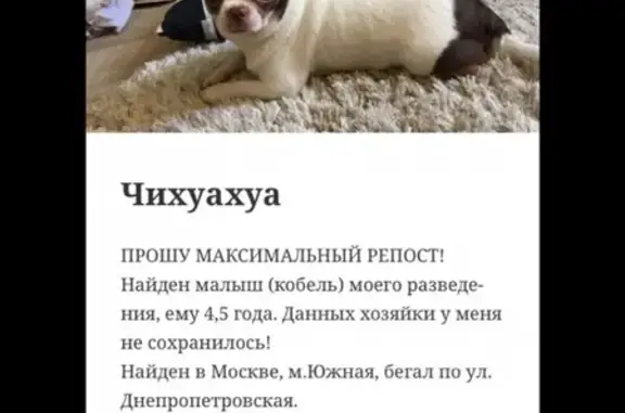 Найдена собака на ул. Днепропетровская, Москва