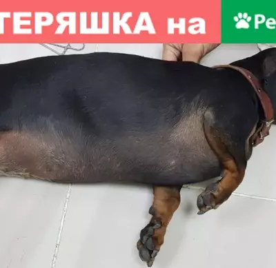Найдена собака с травмой на ул. Севастопольская, Геленджик