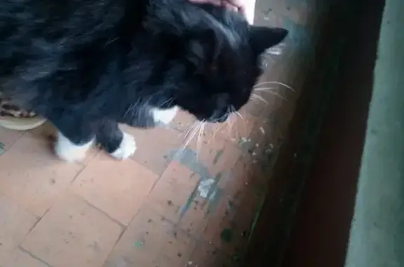 Найден пушистый кот в Невском районе СПб