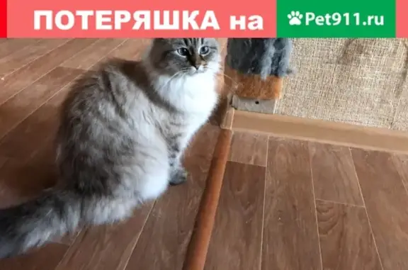 Пропала кошка на ул. Советская 55 в Корсакове, Сахалинская область