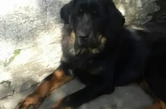 Пропала собака в Отрожке, щенок тибетского мастифа
