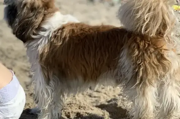 Потерянные животные Калининград, фото: Пропала собака ши-тцу на Верхнем озере в Калининграде