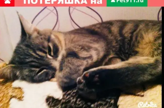 Кошки потеряшки, Ижевск, фото: Потеряшка кошка на ул. Сабурова 39 (Ижевск) [id13176208|Алина Федотова]