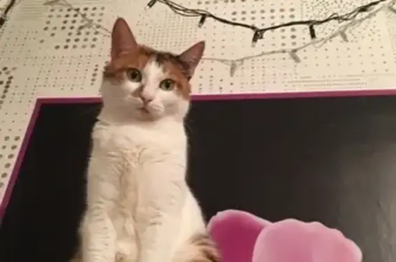 Потерянные животные Набережные Челны, фото: Пропала кошка в 28-м комплексе, зовут Ася #НабережныеЧелны