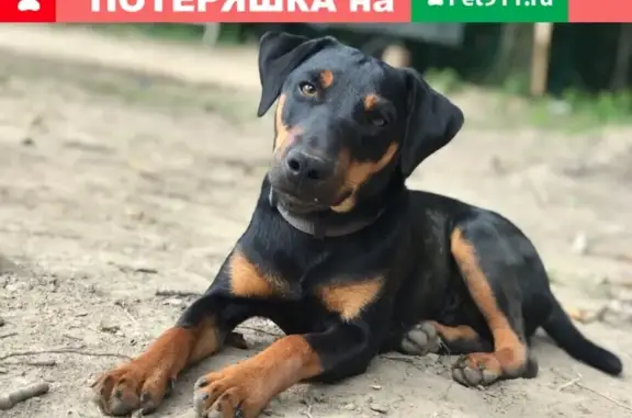 Пропала собака в посёлке Доброе, Гурьевский р-он