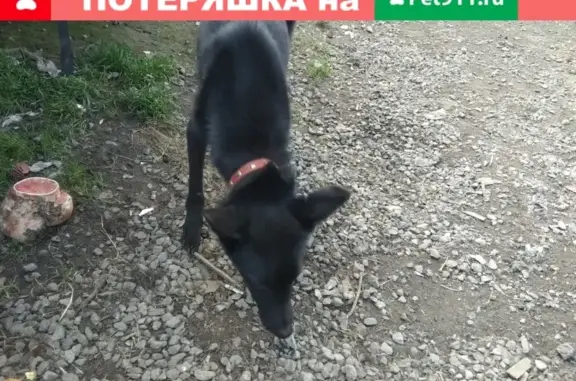 Найден щенок на ул. Чапаева, Мурманск