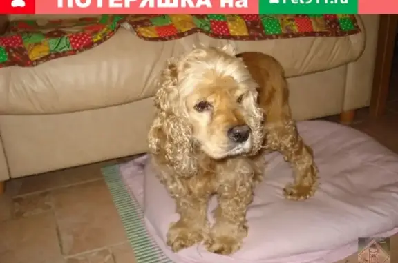 Найдена собака в деревне Ольховка, Пермский край