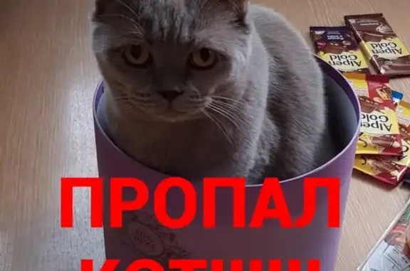 Пропала кошка Гарфилд на ул. Мичурина, Ханты-Мансийск