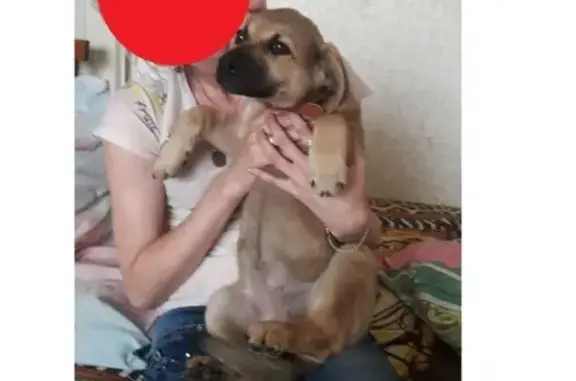 Собаки потеряшки, Новокузнецк, фото: Потеряшка собака в Новоильинском районе, возле 102 детского сада