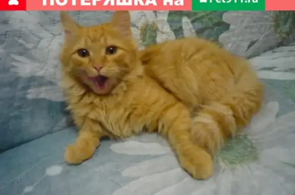 Найден пушистый котенок на Серафимовича, 03.09.
