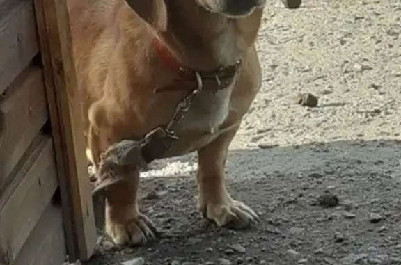 Найдена собака в Порхове, Псковская область