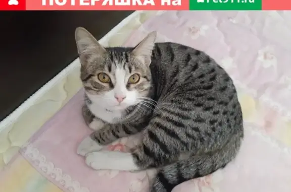Найден кот с ошейником на ул. Ворошилова, 1