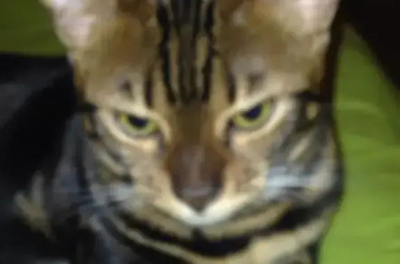 Кошки потеряшки, Москва, фото: Потеряшка бенгальская кошка в Москве