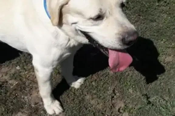 Собака Лабрадор найдена в Городище, Волгоградская область.