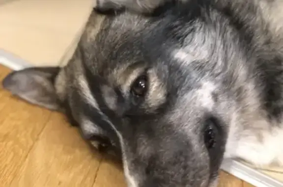 Найдена собака, Москва, фото: Найдена собака в Москве, метро Ховрино