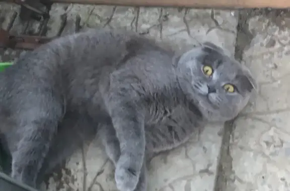 Пропал кот на ул. Ангарская в Камышине