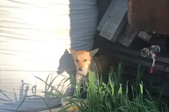 Найдена собака в п. Нагорном, Кунгурский район